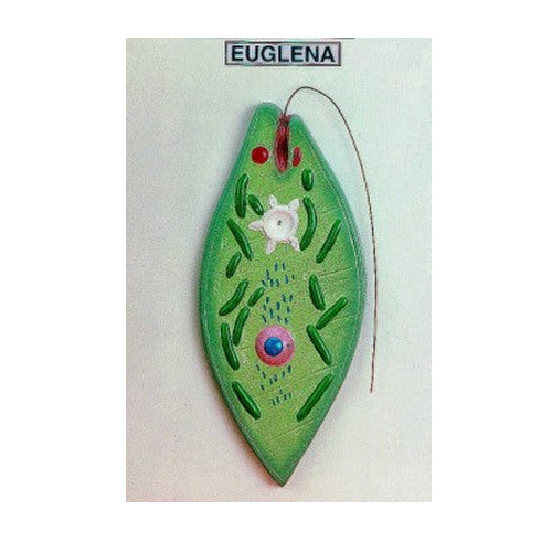 Euglena Model (On Board)