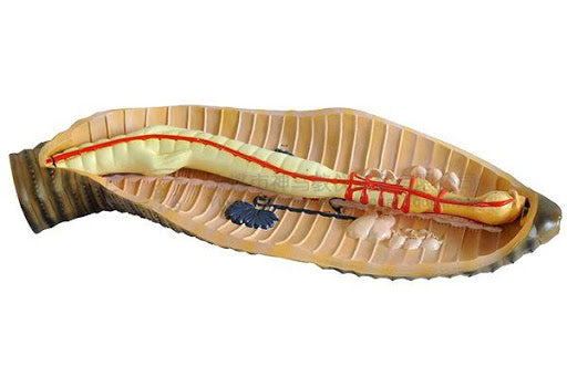 Earth Worm Dissection Model