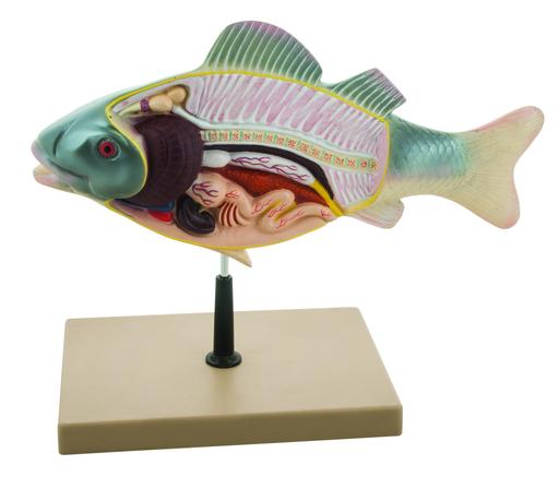 Fish Anatomy (Perch) Model (On Stand)
