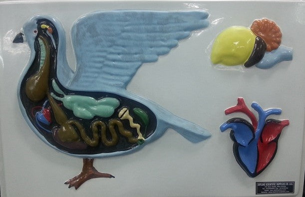 Bird Dissection Model (On Board)