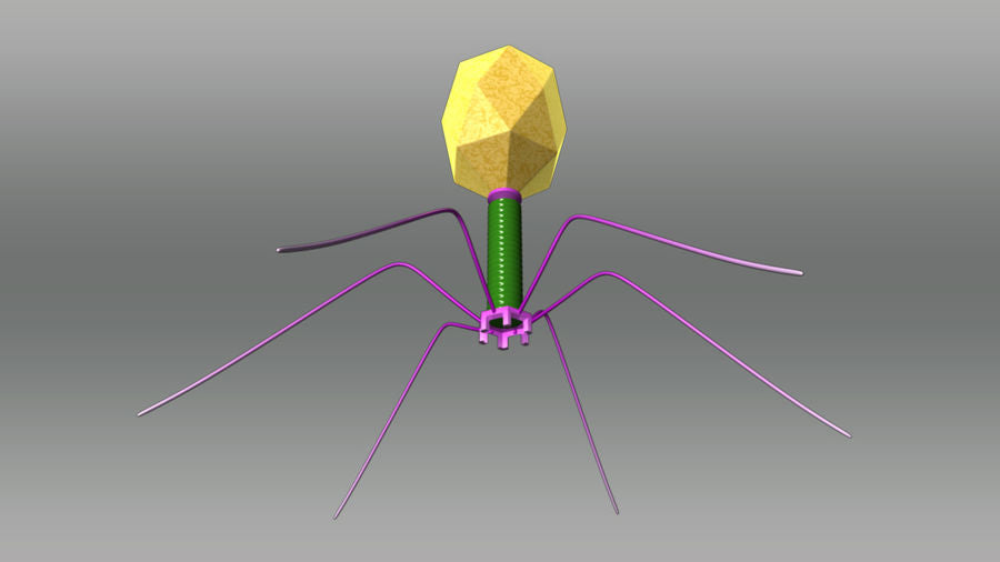 Bacteriophage Model