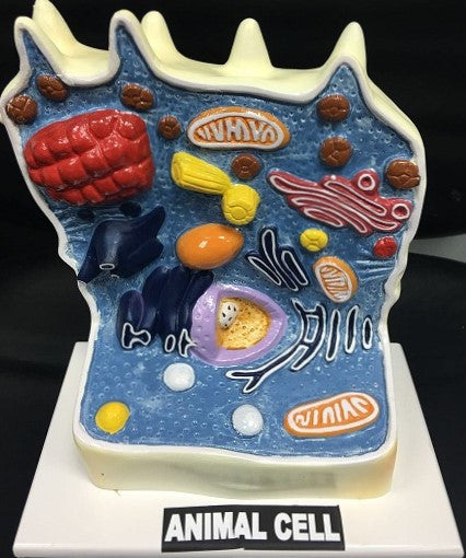Animal Cell Model (On Stand) - 3D