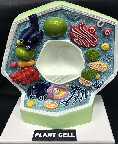 Plant Cell Model (On Stand) - 3D