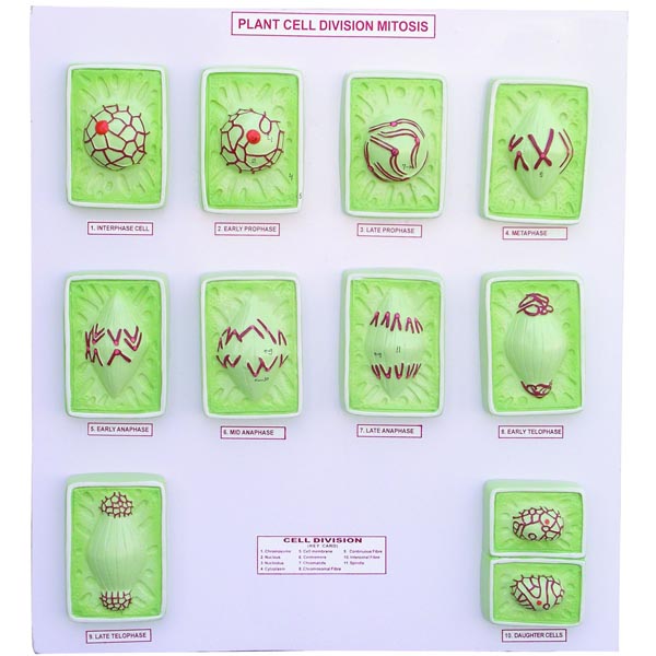 Plant Cell Division Mitosis On Board (Large)
