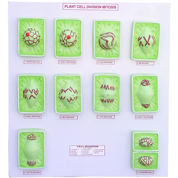 Plant Cell Division Mitosis On Board (Large) – Skyline Educational Labs