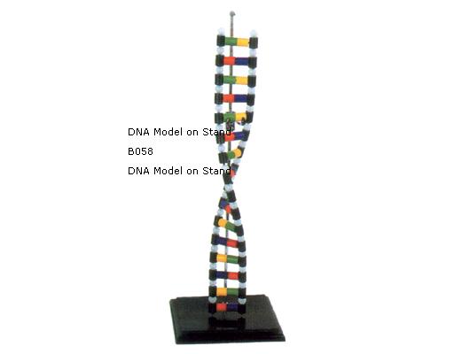 DNA Model On Stand