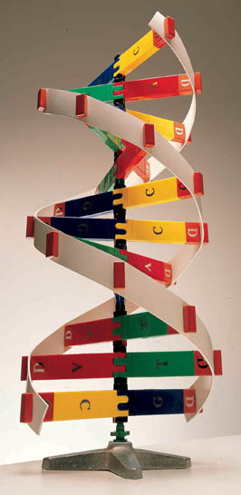 DNA Activity Model