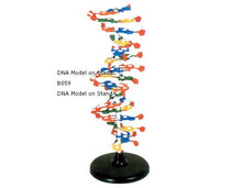 Load image into Gallery viewer, DNA Model On Stand (Large)
