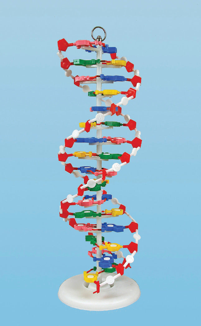 DNA Model On Stand (Large)