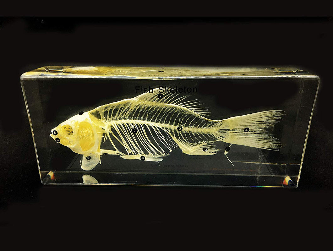 Skeleton Of Fish