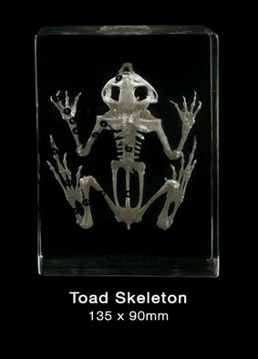 Skeletal Of Frog