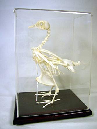 Skeleton Of Pigeon