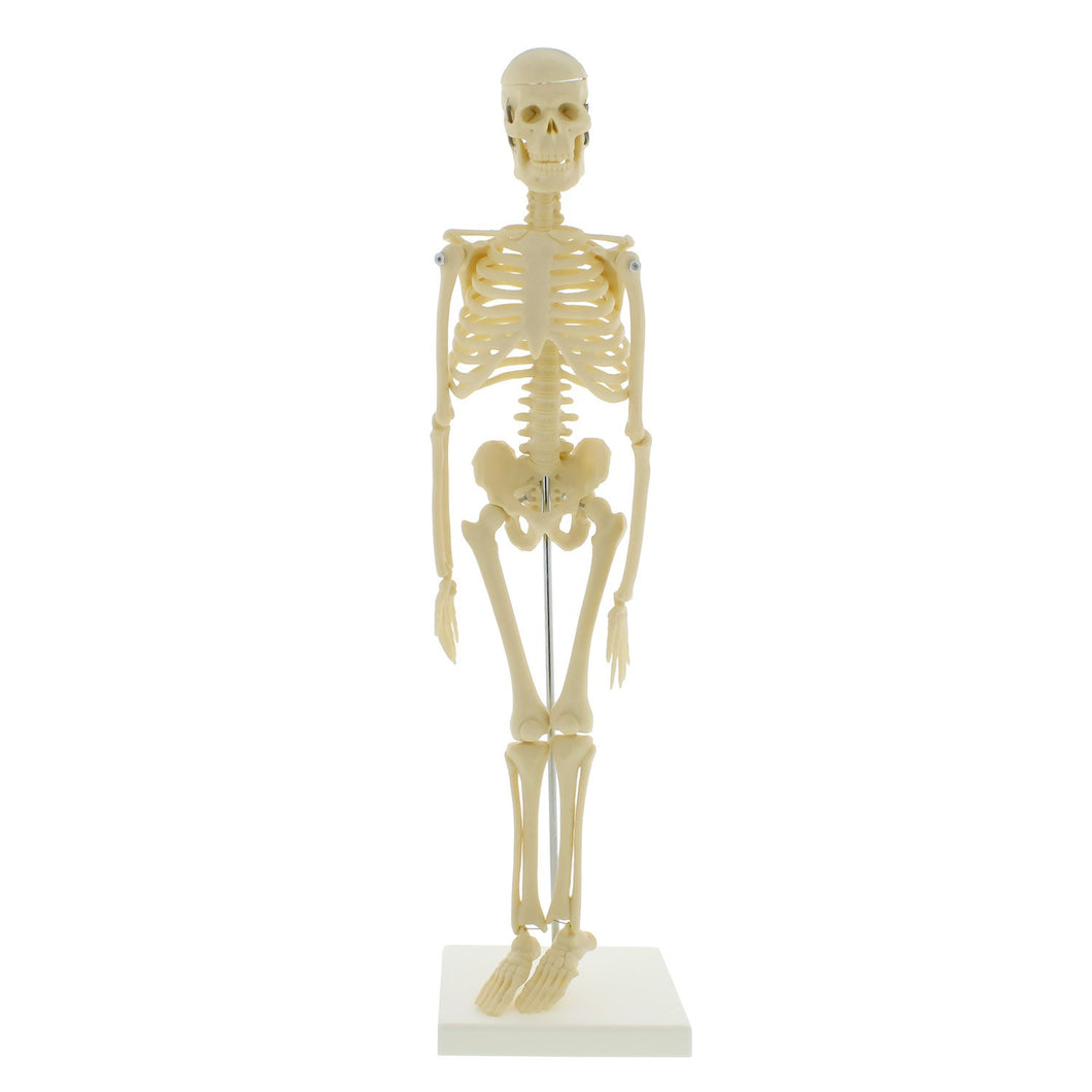 Human Skeleton Model - Small 42cm