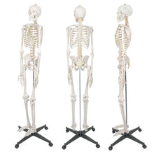 Load image into Gallery viewer, Human Skeleton model - Large (180cm)
