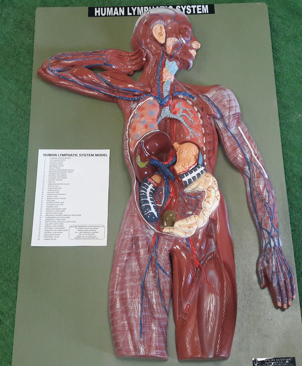 Human Skeleton With Lymphatic System Model