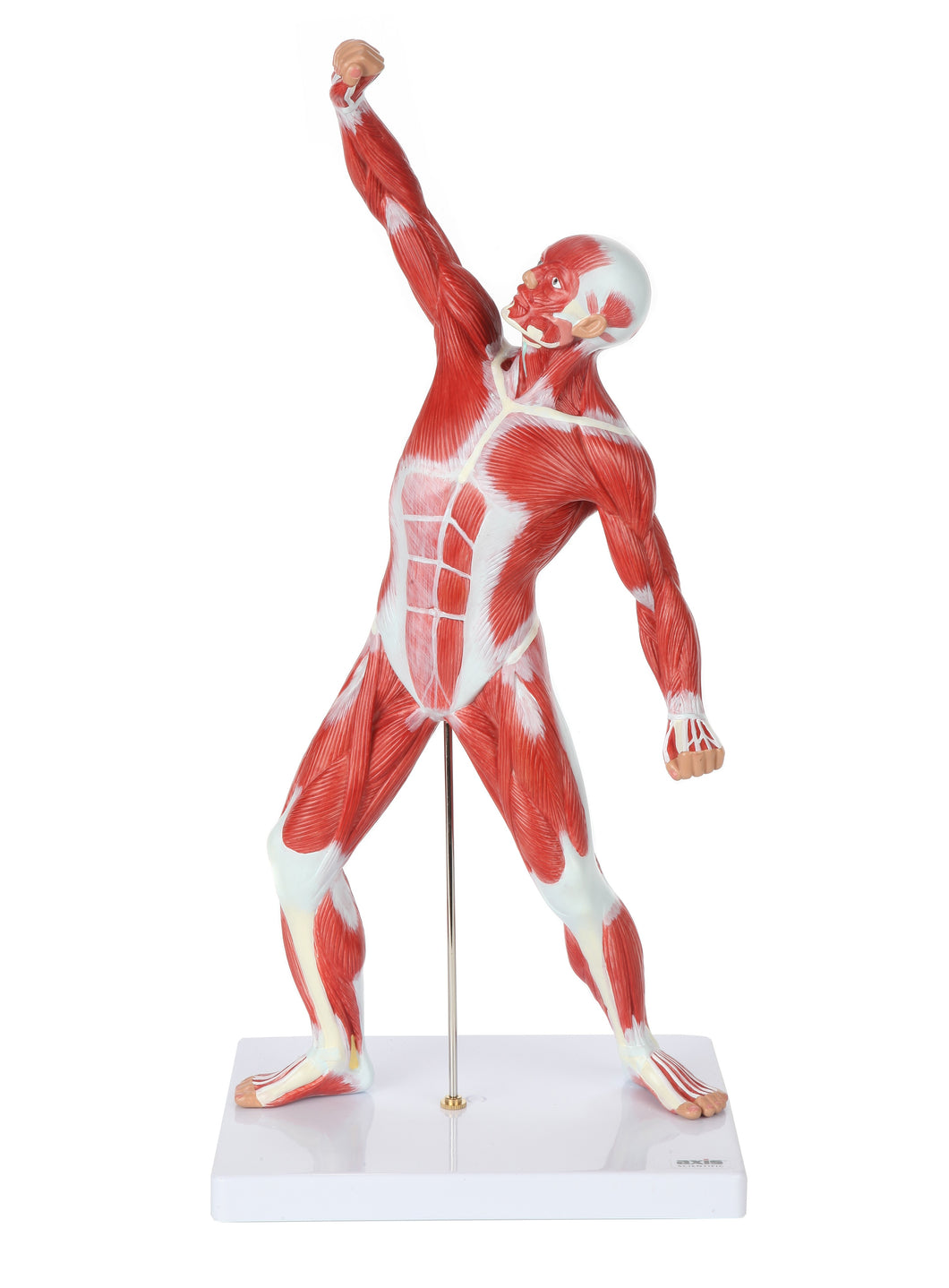 Superficial Muscles Of Human In Locomoting State Model