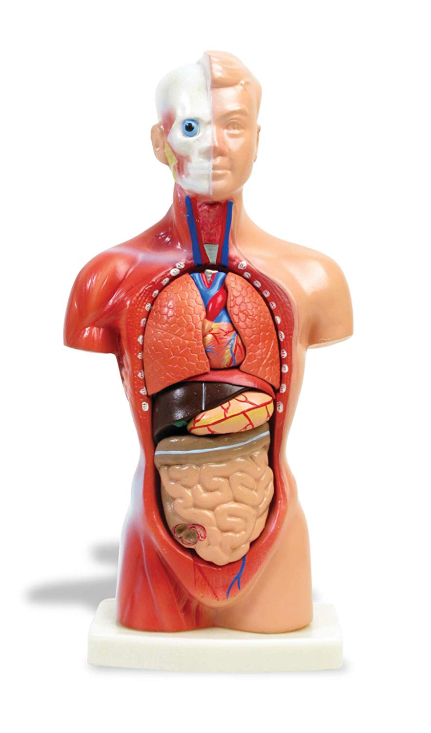 Unisex Human Torso (15pcs) - 26cm