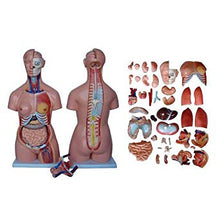 Load image into Gallery viewer, UNISEX TORSO - 23 PARTS
