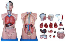 Load image into Gallery viewer, UNISEX TORSO - 23 PARTS

