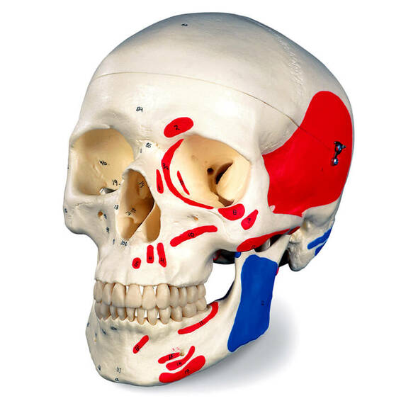 Human Skull Model
