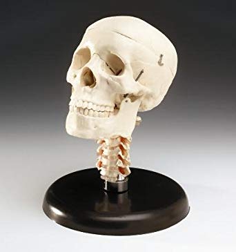 Human Cervical Vertebrae & Skull Model