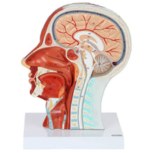Load image into Gallery viewer, Half Head With Muscular, Nerve &amp; Blood Supply Model

