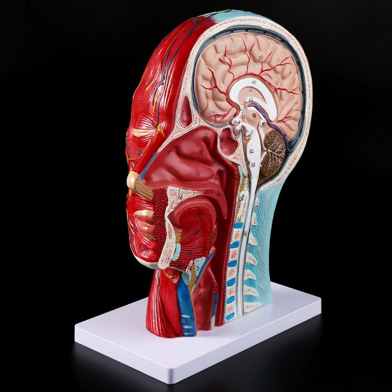 Half Head With Muscular, Nerve & Blood Supply Model -2parts