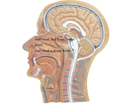 Half Head And Brain Model