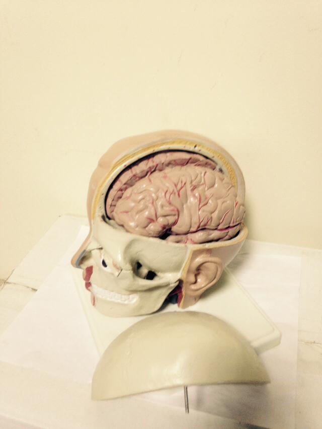 Head Model With Full Brain