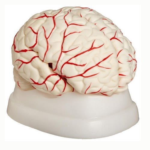 Human Brain Model With Blood Vessels (8 Pcs)