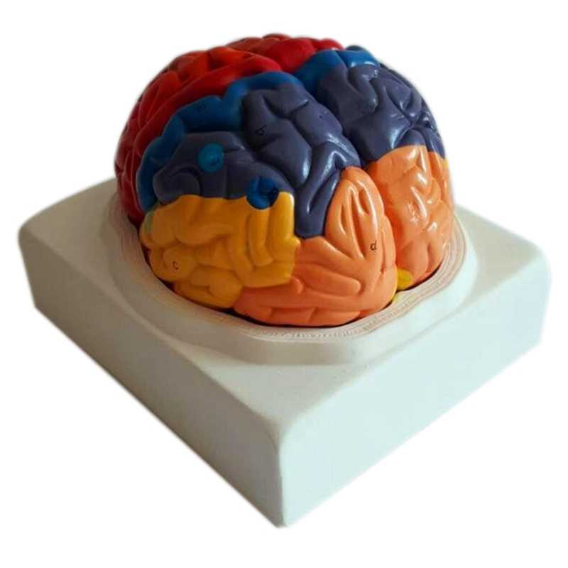 Human Brain Neuron Anatomical Model (8 Pcs)