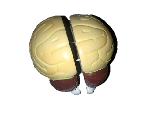 Human Brain Model (2 Halves)
