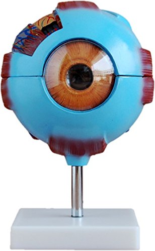 Human Eye Model (Large)