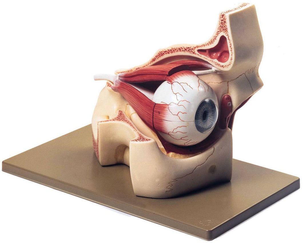 Eye & Muscles Model