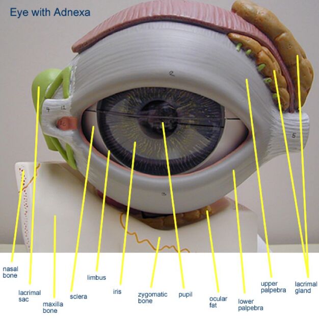 Human Eye With Lid Model