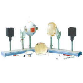 Eyeball Instrument Model