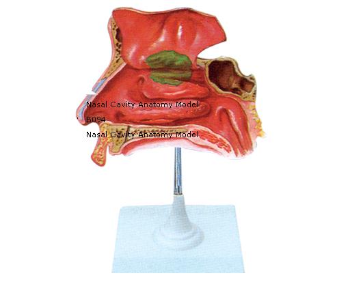 Nasal Cavity Anatomy Model