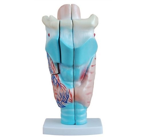 Human Larynx Model
