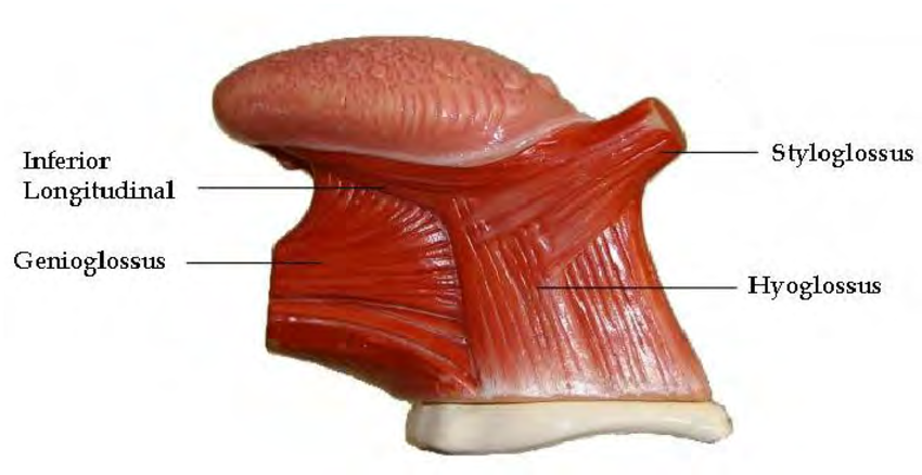 Taste Sense Organ Model
