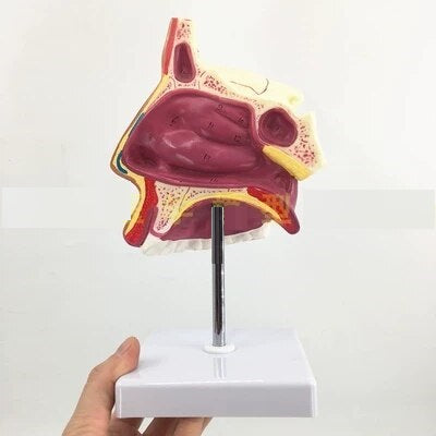 Smell Sense Organ Model On Base
