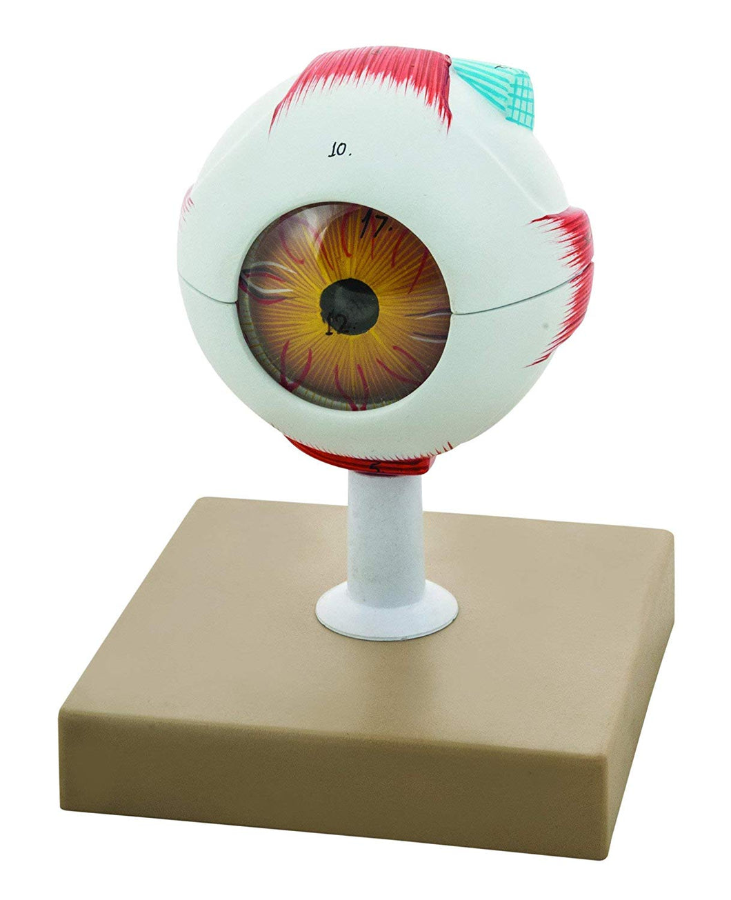 Vision Sense Organ Model