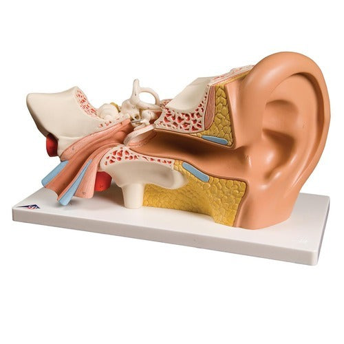 Hearing Sense Organ Model