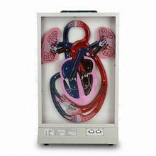 Load image into Gallery viewer, Human Cardiac Beat &amp; Blood Circulation Electronic Model

