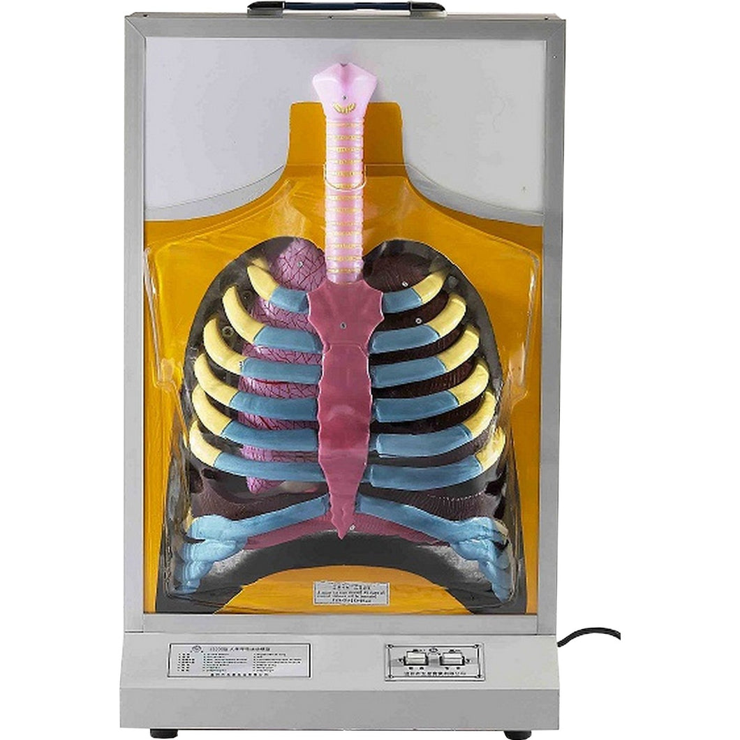 Human Respiratory Electronic Model