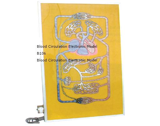Human Blood Circulation Electronic Model