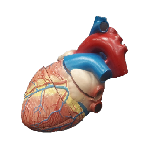 Giant Size Heart Model (With Internal Feature)