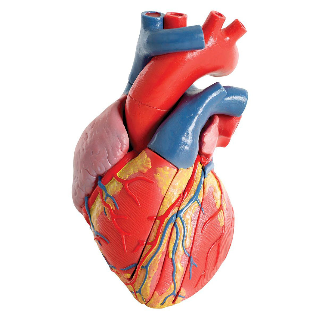 Human Large Size Heart Model
