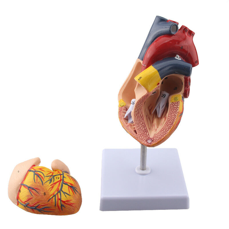 Human Life Size Heart Model