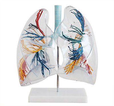 Transparent Lung Segment Model