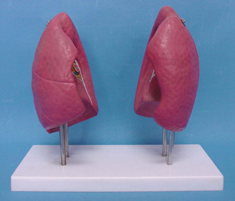 Life Size Anatomical Dissection Lung Model